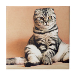 Carreau Cute Kitten S'Est Étendu