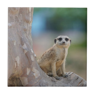Carreau Cute Meerkat Sat sur arbre