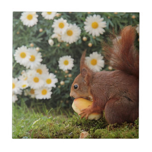Carreau Cute Red Squirrel Daisies en céramique Carrelage