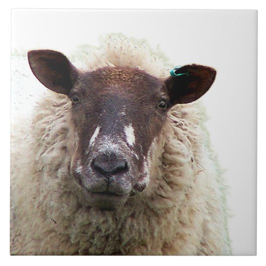 CARREAU CUTE SHEEP (Devant)