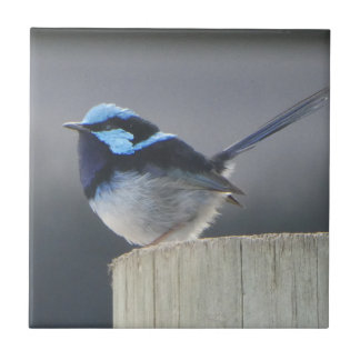 Carreau Cute Superb Fairywren