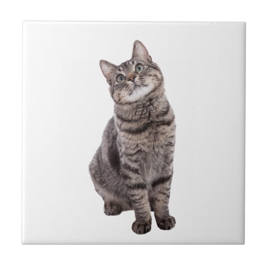 Carreau Cute tabby Chat (Devant)