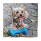 Carreau Cute Terrier (Devant)