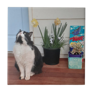 Carreau Cute Tuxedo Chat Noir Blanc Chats Daffodique Flora