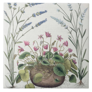 Carreau Cyclamen et lavande : 1.Cyclamen Romanum ; 2.Spica