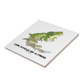 Carreau Cycle de vie d'une grenouille (de l'oeuf au têtard (Côté)