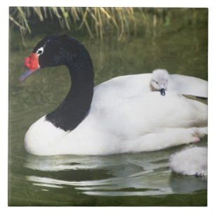 Carreau Cygne à cou noir adulte et cygnets dans l'eau.