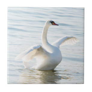 Carreau Cygnus cygne blanc