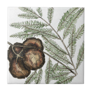 Carreau Cypress américain ou Cypress Bald Arbre Vintage Ar