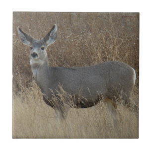 Carreau D14 Mule Deer Doe