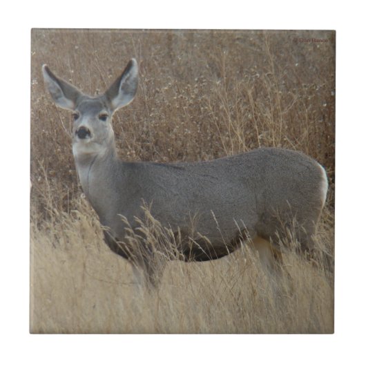 Carreau D14 Mule Deer Doe (Devant)