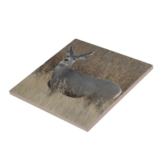 Carreau D14 Mule Deer Doe (Côté)