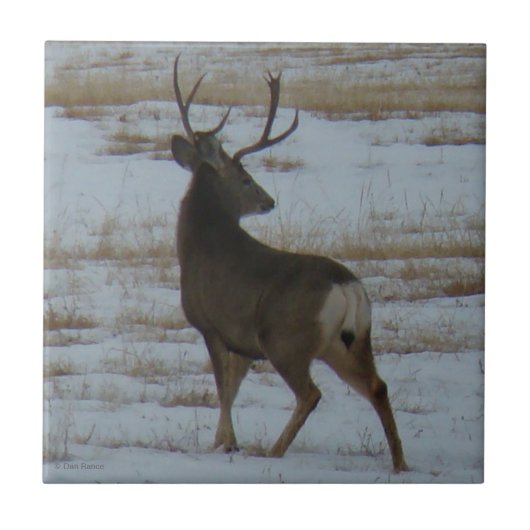 Carreau D15 Mule Deer Buck (Devant)