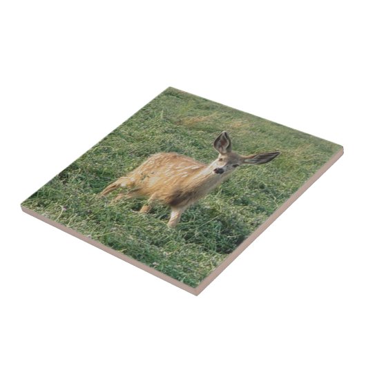 Carreau D19 Mule Deer Fawn (Côté)