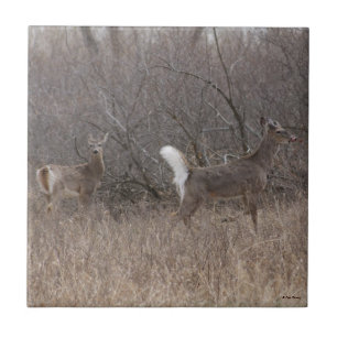 Carreau D1 Cerfs de Virginie Printemps Brocards Dans les B