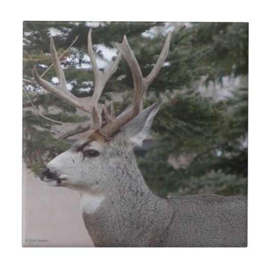 Carreau D25 Mule Deer Buck (Devant)