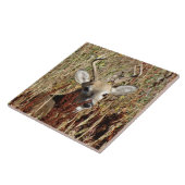 Carreau D31 Cerf à queue blanche dans les mauvaises herbes (Côté)