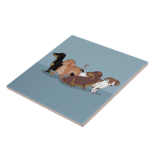 Carreau Dachshunds (Côté)