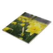 Carreau Daffodils (RF) (Côté)