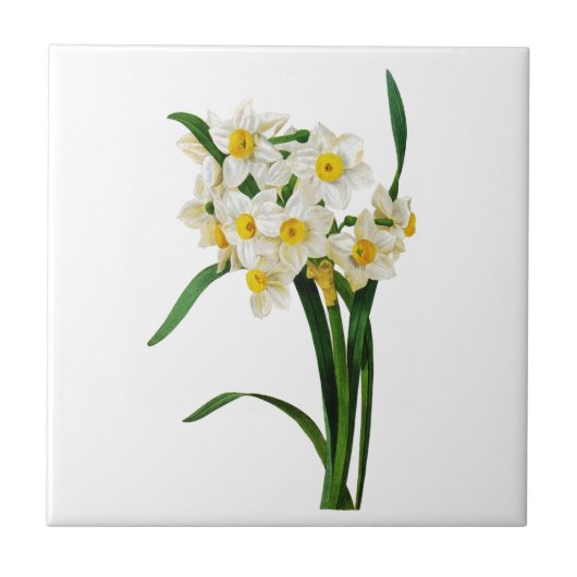 Carreau Daffodique ou Narcisse Par Pierre Joseph Redoute (Devant)