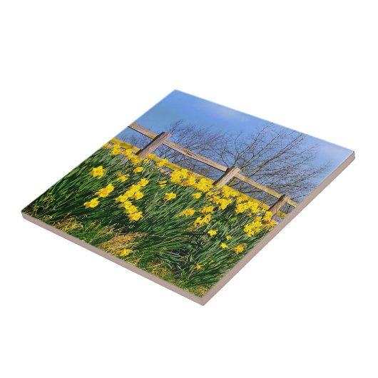 Carreau Daffodiques (Côté)