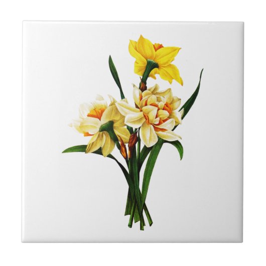 Carreau Daffodiques ou Narcisse Par Pierre Joseph Redoute (Devant)