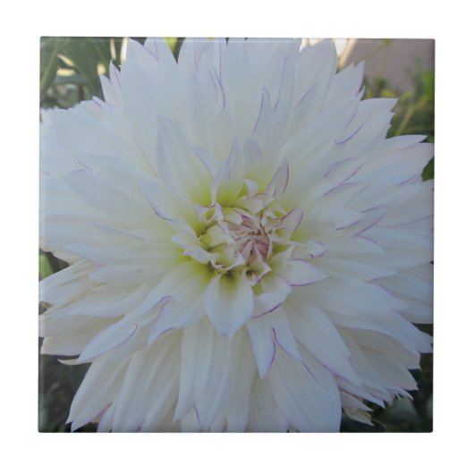 Carreau Dahlia "d'amour fol" (Devant)