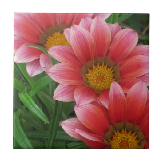 Carreau Daisy africain (Devant)