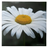 Carreau Daisy - Face vers le haut (Devant)