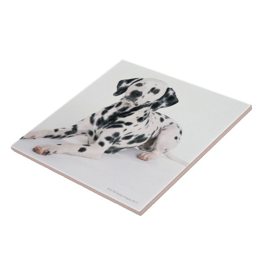 Carreau Dalmate 4 (Côté)