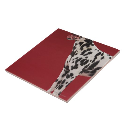 Carreau Dalmate 6 (Côté)