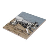 Carreau Dalmation (Côté)
