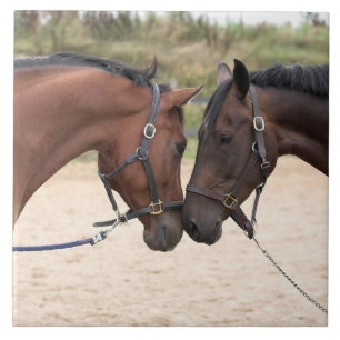 carreau d'amour de cheval