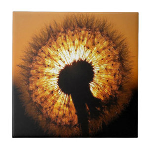 Carreau Dandelion au coucher du soleil