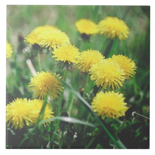 Carreau Dandelion Fleurs Dandelions Jaune Vert (Devant)