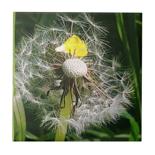 Carreau Dandelion mignon (Devant)