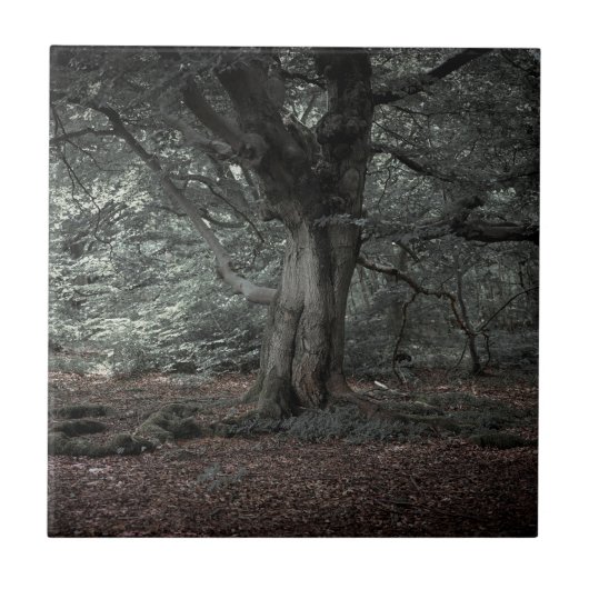Carreau Dans la forêt de conte de fées     (Devant)