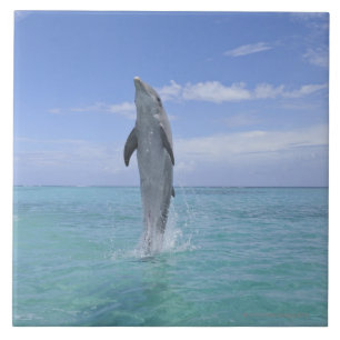 Carreau Dauphin de Bottlenose commun nageant vers