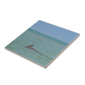 Carreau Dauphin sur Sanibel (Côté)