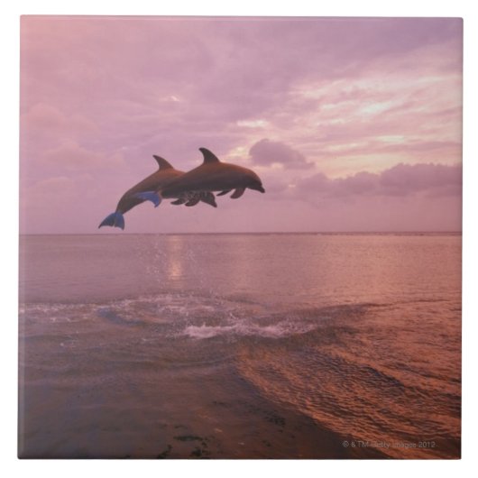 Carreau Dauphins de Bottlenosed sautant au coucher du (Devant)