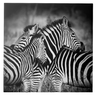 Carreau Dazzle de Zebra