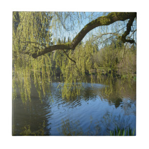 Carreau de beaux saules de printemps près de l'étang d'eau