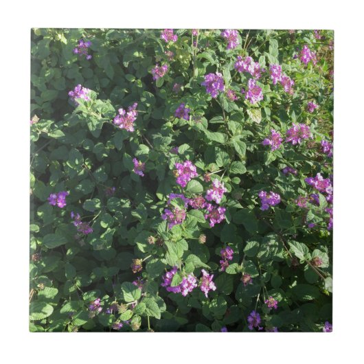 Carreau de céramique (4,25" x 4,25") (Devant)