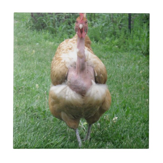 Carreau de céramique avec la poule de Turken (Devant)