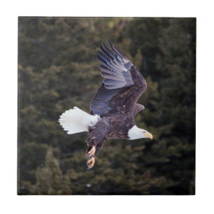 Carreau de céramique chauve d'Eagle petit (4,25" 