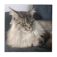 Carreau de céramique de chat de ragondin du Maine