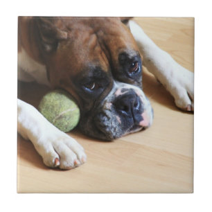 carreau de céramique de chien de boxeur