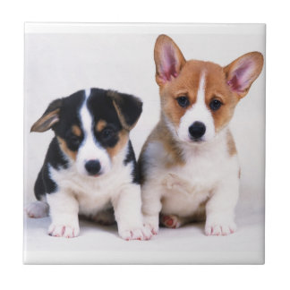 Carreau de céramique de chiots de corgi