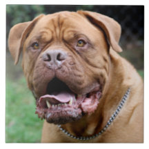Carreau de céramique de Dogue de bordeaux