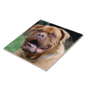 Carreau de céramique de Dogue de bordeaux (Côté)